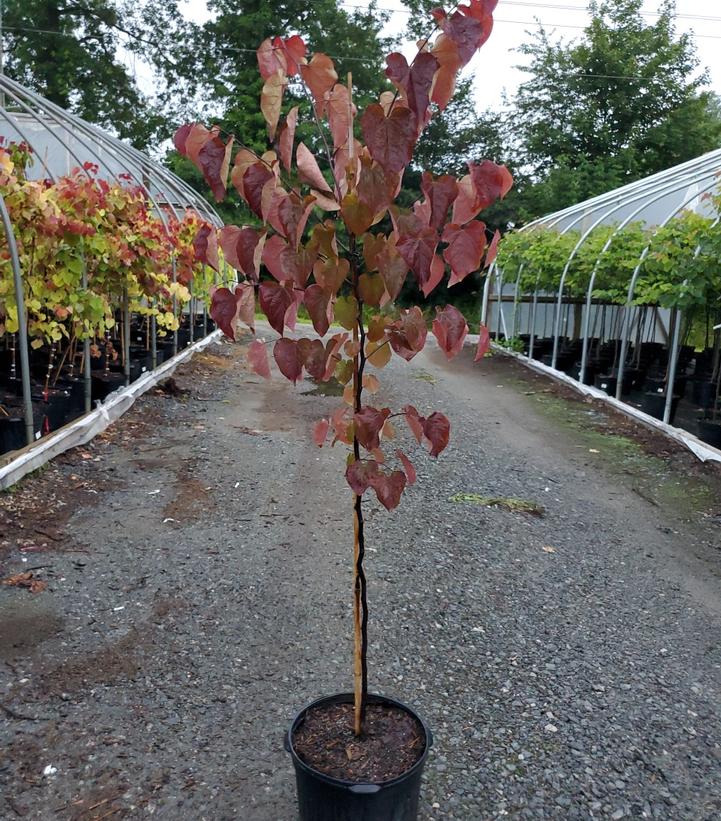 CERCIS CANADENSIS `RUBY FALLS`