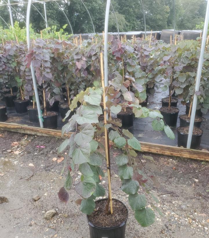 CERCIS CANADENSIS `RUBY FALLS`