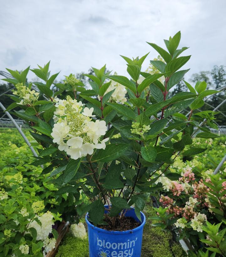 HYDRANGEA PAN. `FLARE`