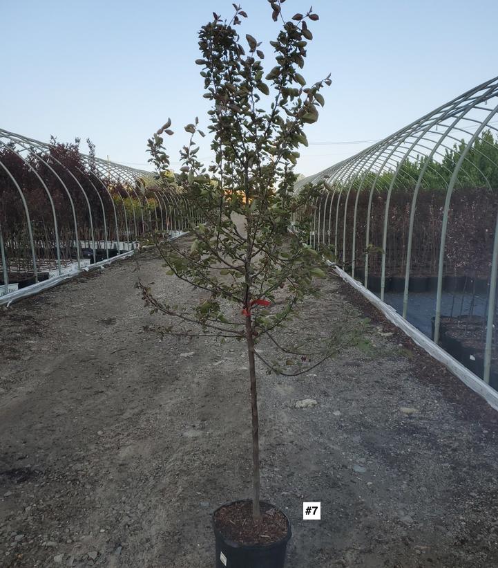 MALUS `ADAMS`