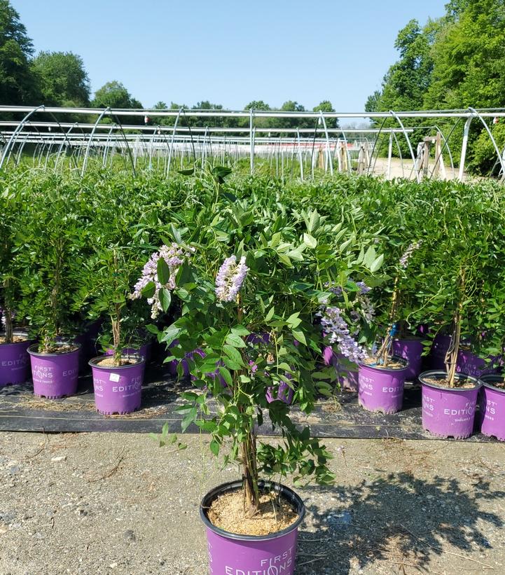 WISTERIA MACROSTACHYA `SUMMER CASCADE`