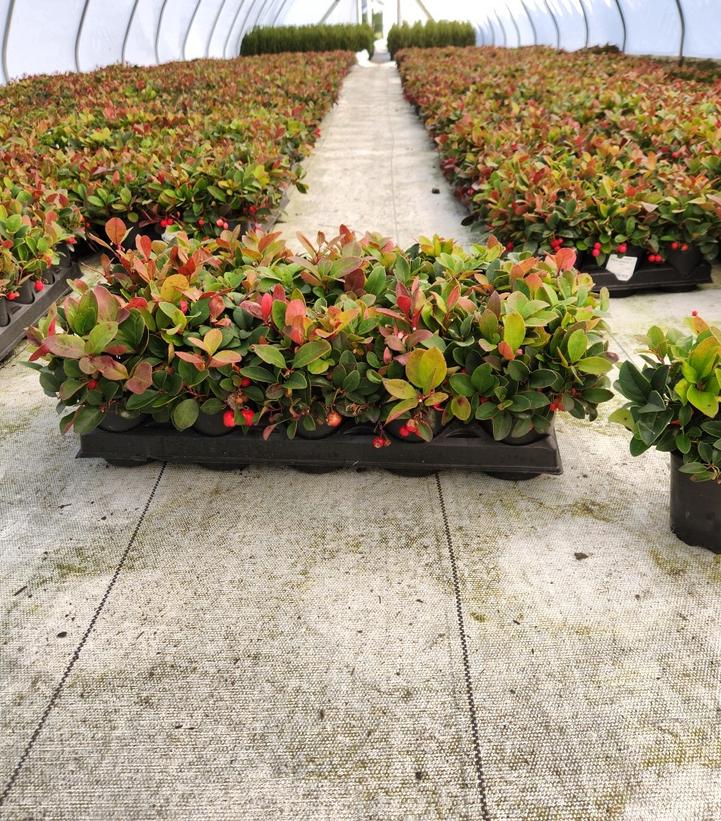 GAULTHERIA PROCUMBENS - 4`` POT