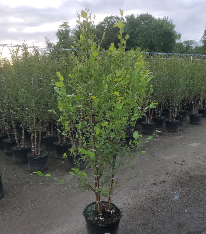 BETULA NIGRA `HERITAGE` - CLUMP