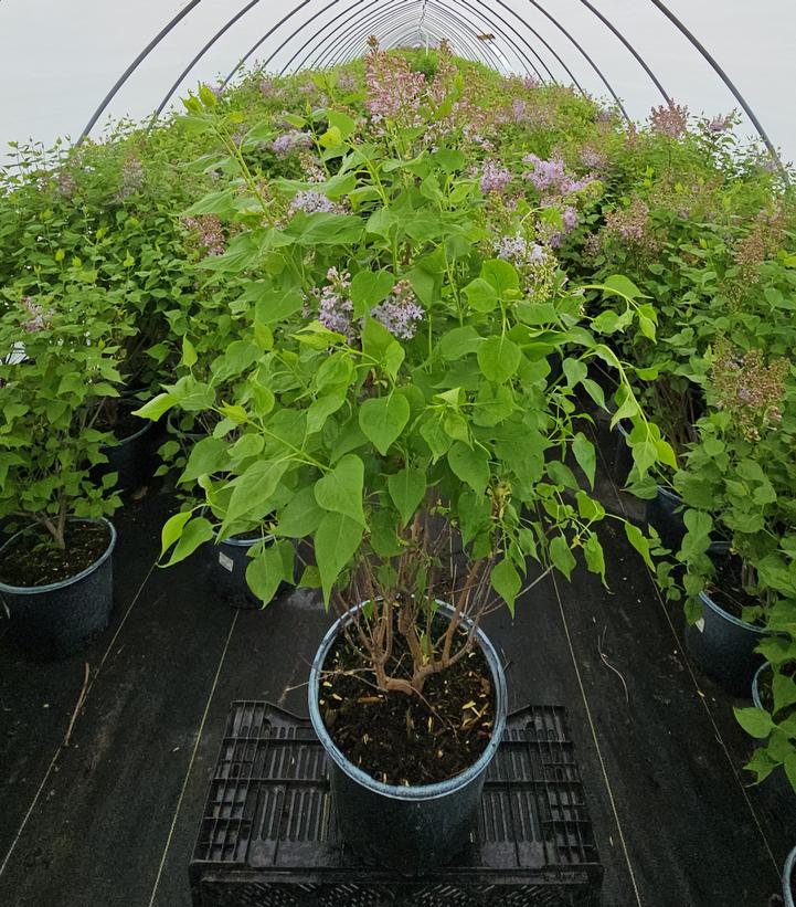 SYRINGA VULGARIS NEW AGE `LAVENDER`