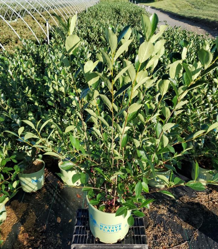 ARONIA MELANOCARPA `IROQUOIS BEAUTY`