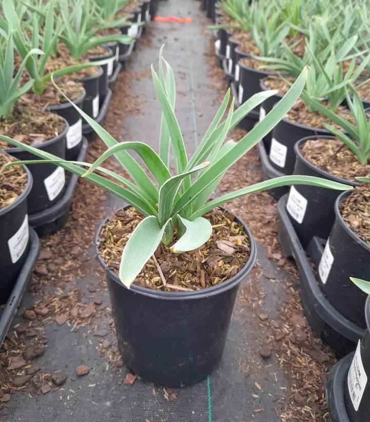 ALLIUM CHRISTOPHII