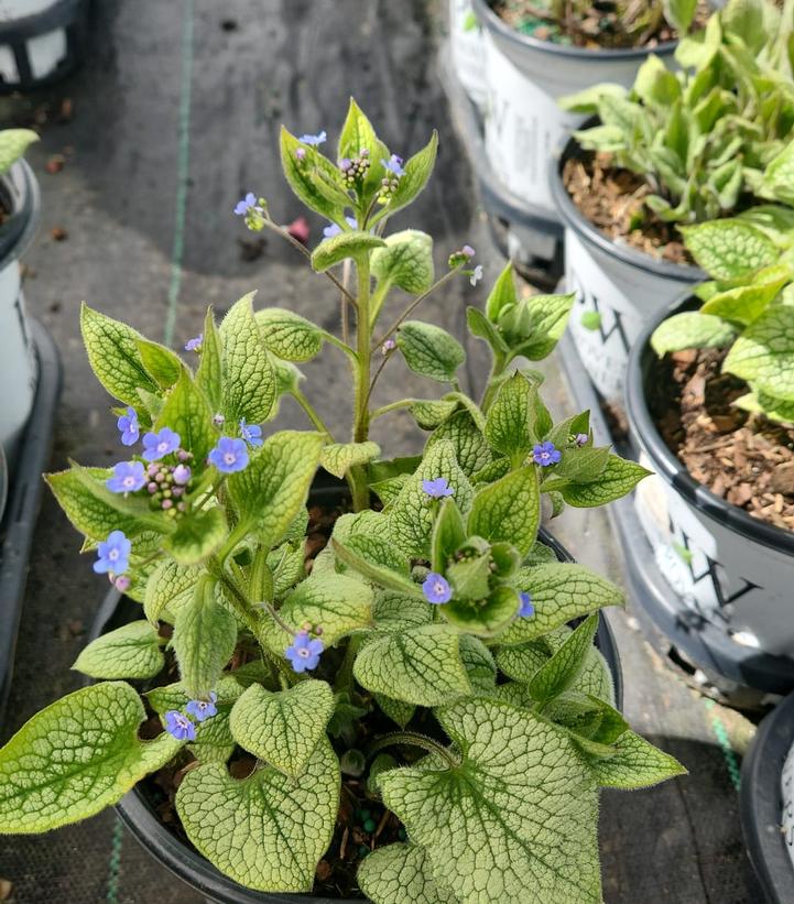 BRUNNERA MACROPHYLLA `QUEEN OF HEARTS`