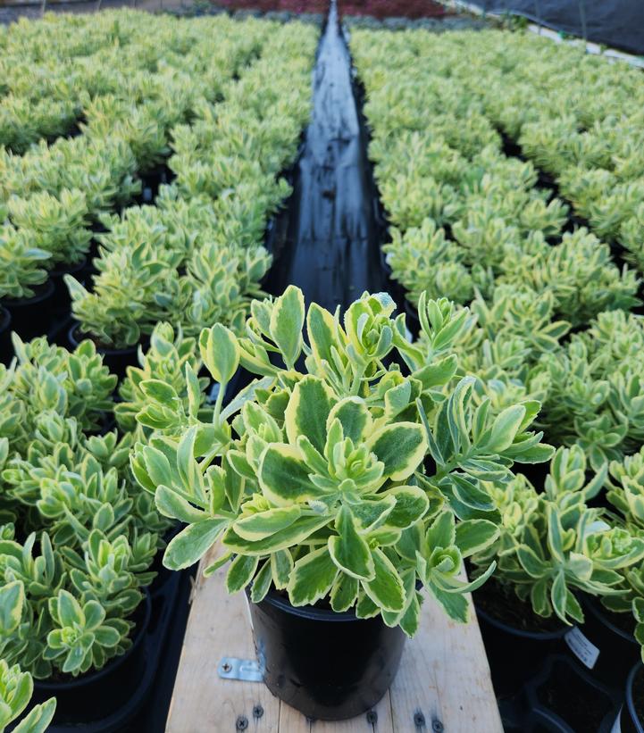 SEDUM `FROSTED FIRE`