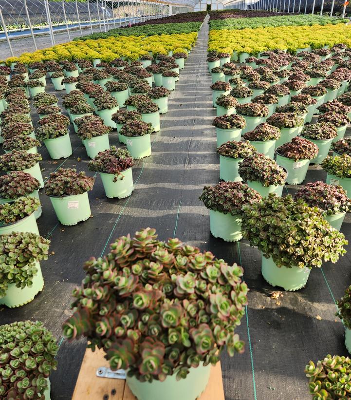 SEDUM SUN SPARKLER `LIME ZINGER`
