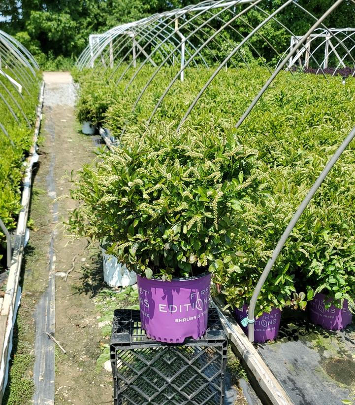 ITEA VIRGINICA `LOVE CHILD`