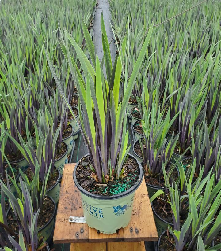 IRIS VERSICOLOR `PURPLE FLAME`