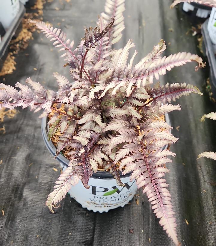 ATHYRIUM NIPPONICUM `CRESTED SURF`