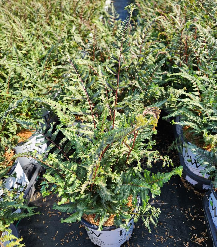 ATHYRIUM NIPPONICUM `CRESTED SURF`