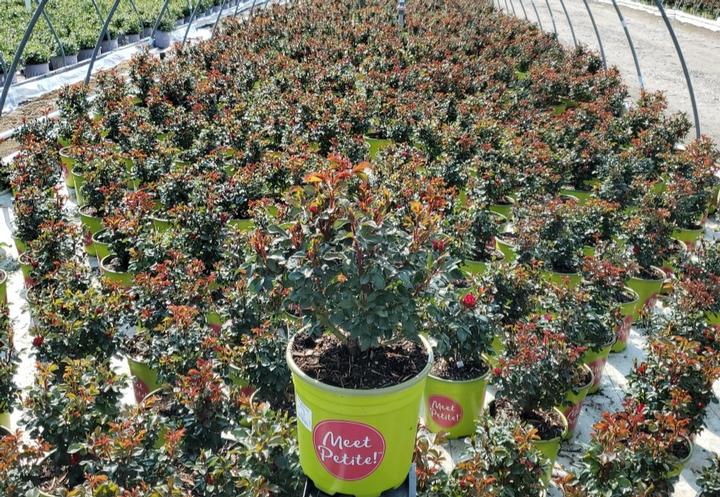 ROSA `KNOCK OUT PETITE`