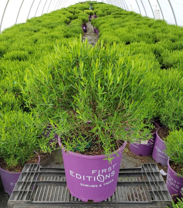 HYPERICUM KALMIANUM `COBALT-N-GOLD`