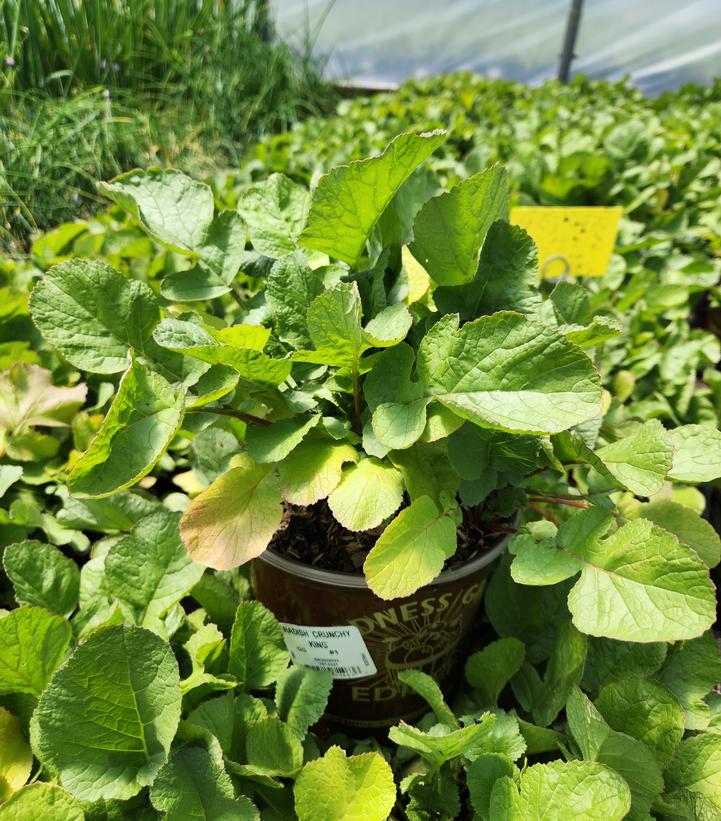 RADISH `CRUNCHY KING`