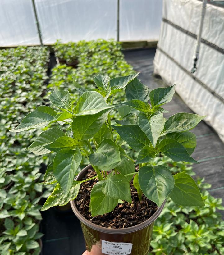 PEPPER `AJI RICO` (HOT)