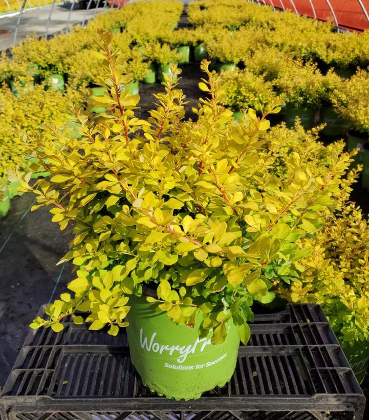 BERBERIS WORRYFREE `LEMON GLOW`