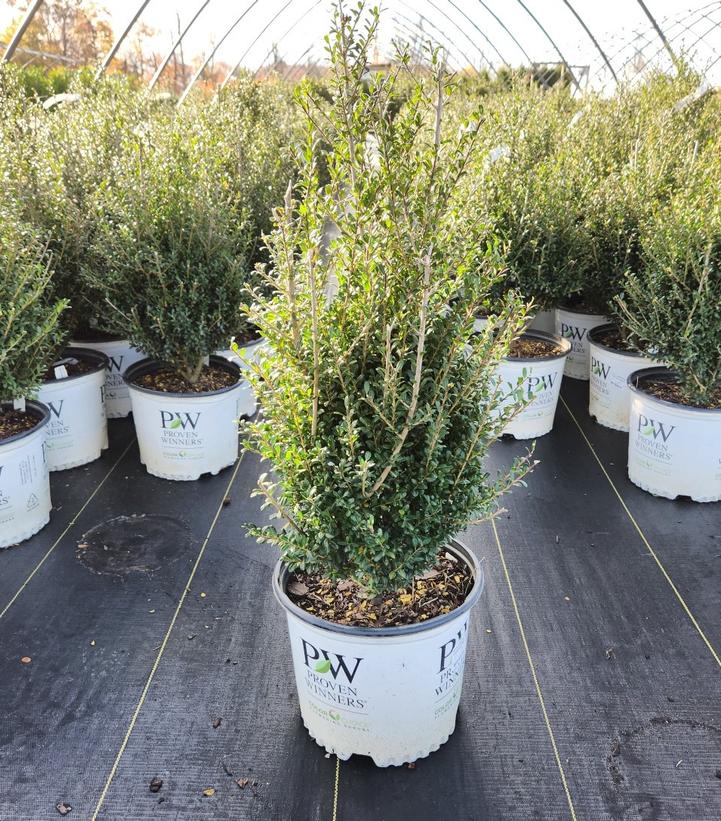 ILEX CRENATA `PATTI O BOX`