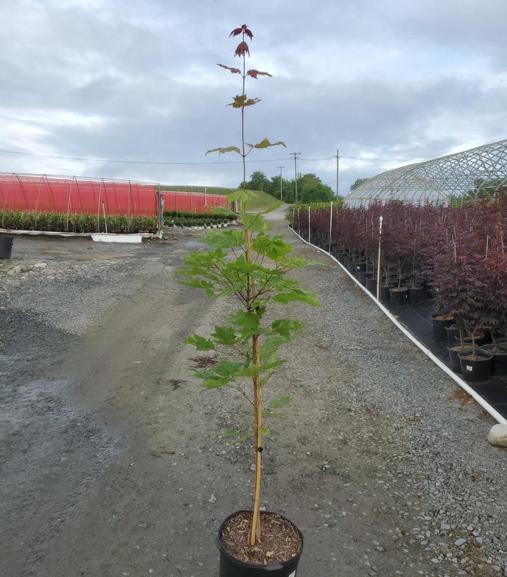ACER SACCHARUM `SUPER SWEET`