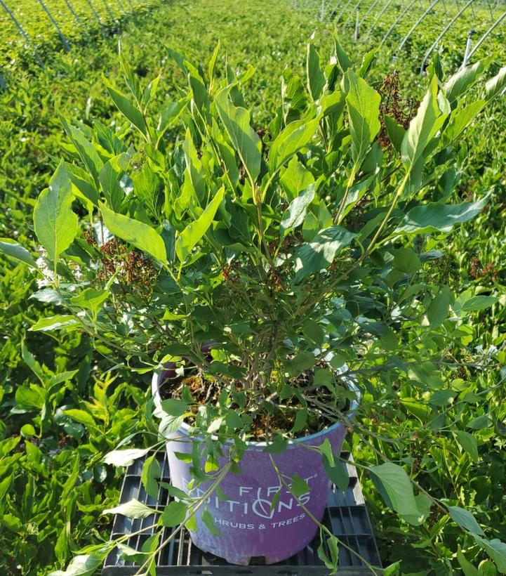 SYRINGA X `LITTLE LADY`