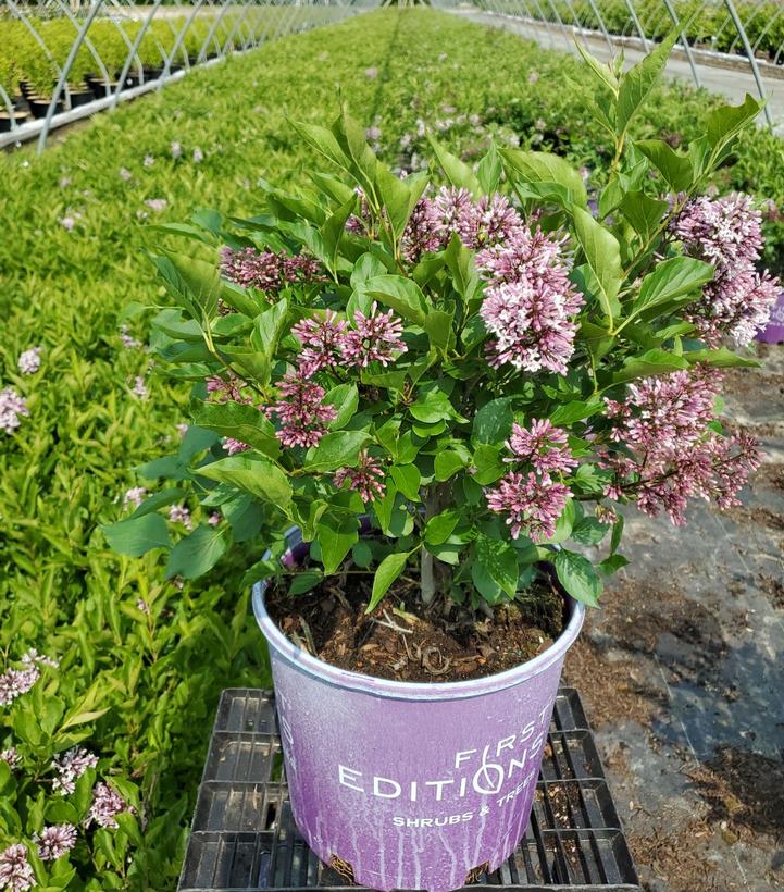 SYRINGA X `LITTLE LADY`