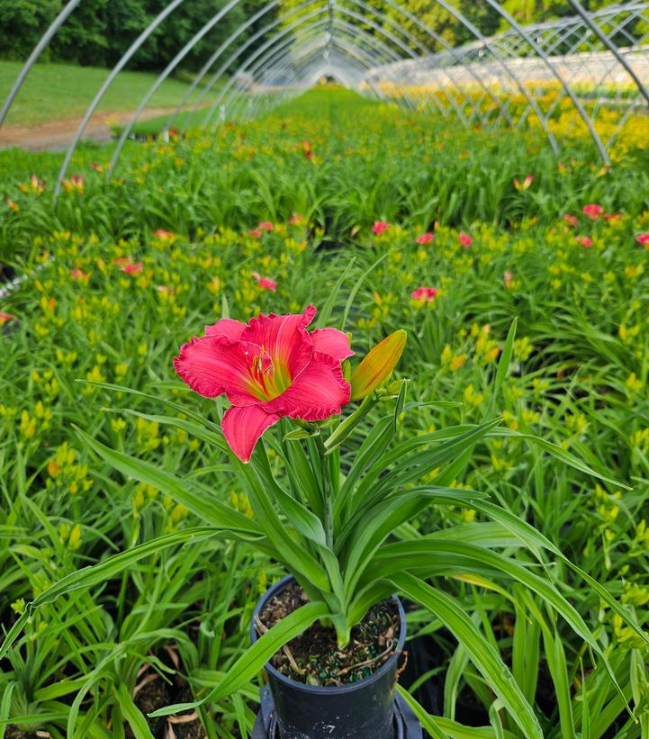 HEMEROCALLIS `PASSIONATE RETURNS`