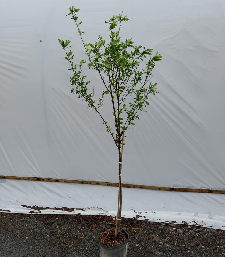 PRUNUS X `DAMSON` EU PLUM