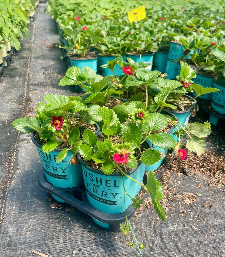 STRAWBERRY `SCARLET BELLE` - 6`` POT