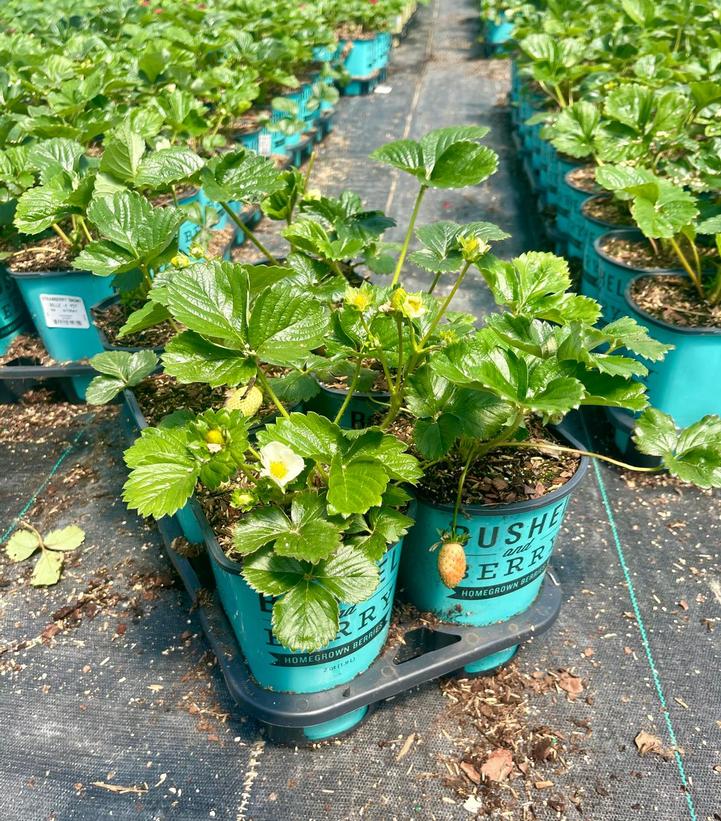 STRAWBERRY `SNOWY BELLE` - 6`` POT