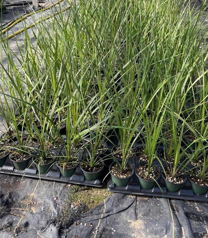 DRACENA (SPIKE PLANT) - 4.5`` POT