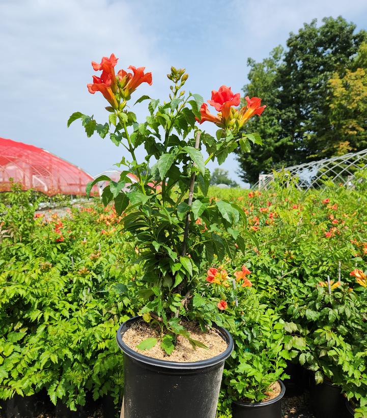 CAMPSIS X TAG. `SUMMER JAZZ FIRE`