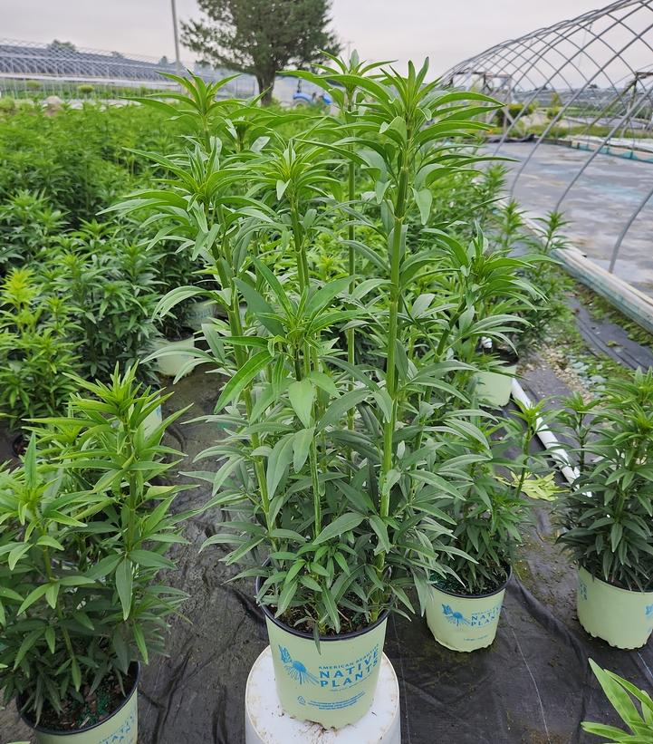COREOPSIS TRIPTERIS `GOLD STANDARD`