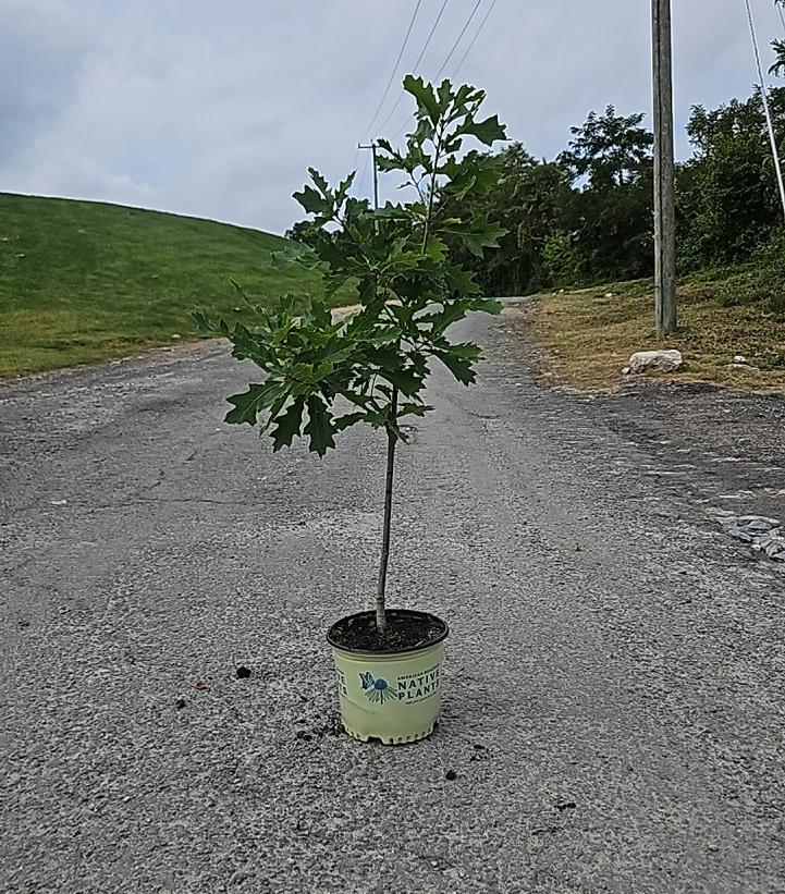 QUERCUS BICOLOR-Swamp White Oak