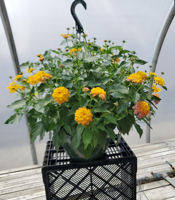 LANTANA ASST