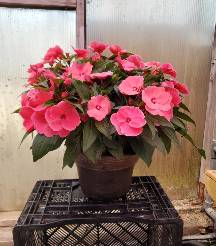 NEW GUINEA IMPATIENS ASST