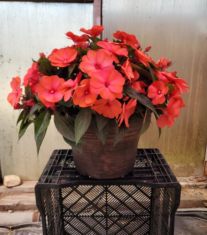 NEW GUINEA IMPATIENS ASST