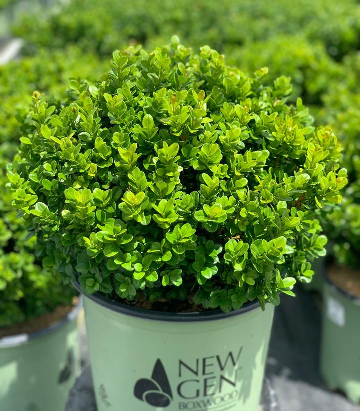 BUXUS NEWGEN `FREEDOM`