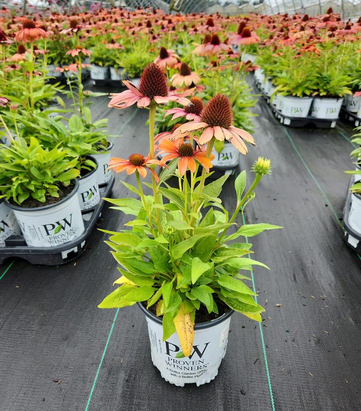 ECHINACEA COLOR CODED `ORANGE YOU AWESOME`