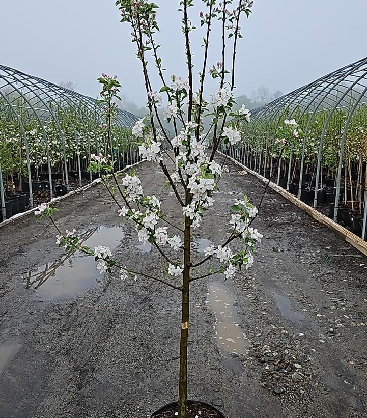 MALUS `FROSTBITE` (APPLE)