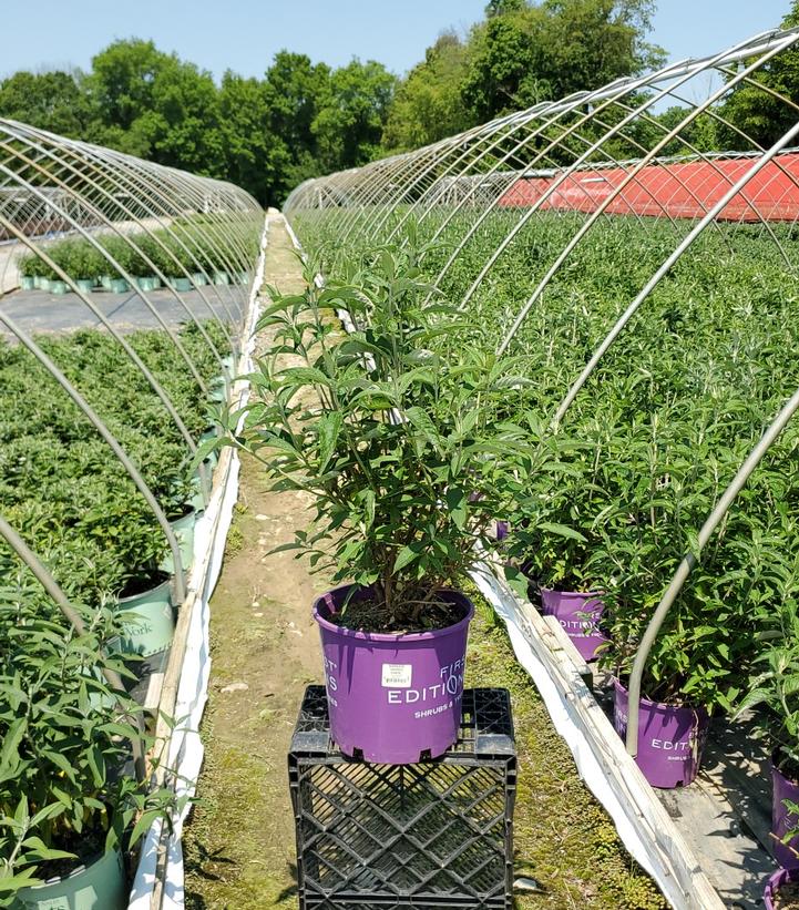 BUDDLEIA `GROOVY GRAPE`