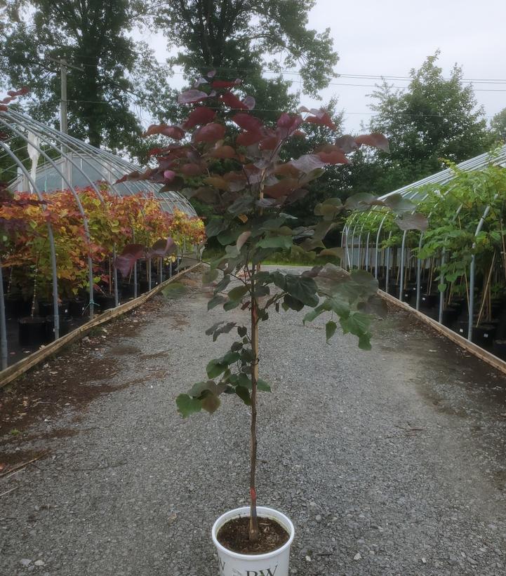 CERCIS CANADENSIS `MIDNIGHT EXPRESS`