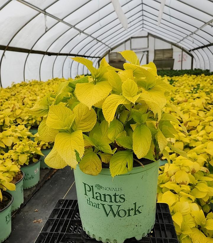 HYDRANGEA M `GOLDEN PENNY`