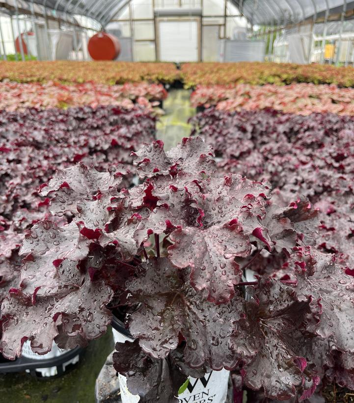 HEUCHERA DRESSED UP `EVENING GOWN`