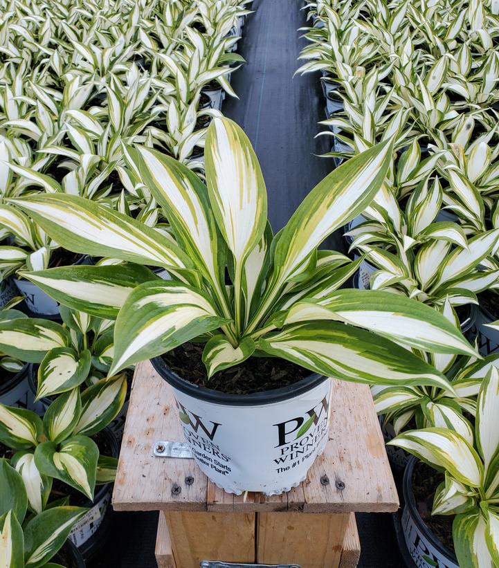 HOSTA SHADOWLAND `MISS AMERICA`