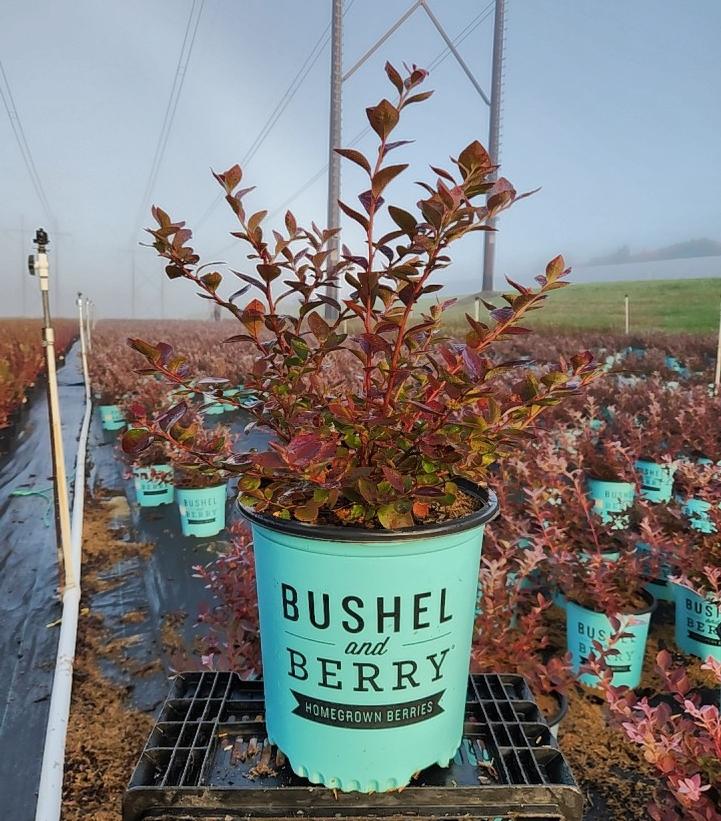 VACCINIUM CORYMBOSUM `SILVER DOLLAR`