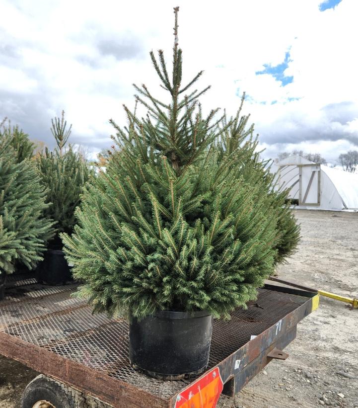 PICEA ABIES