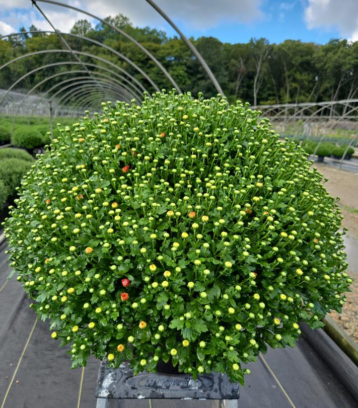 MUMS ORANGE-Garden Chrysanthemum; Hardy Mum