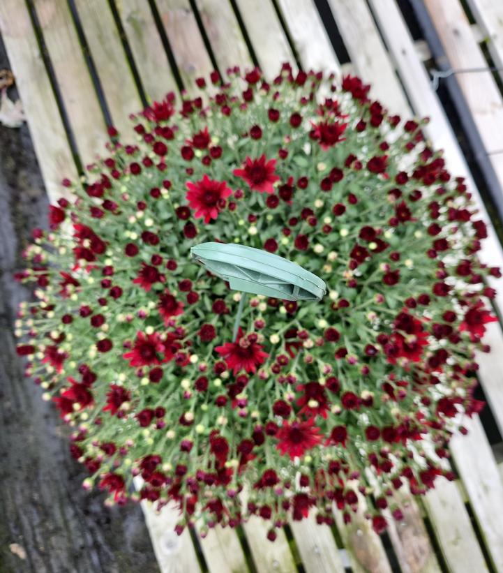 MUMS RED