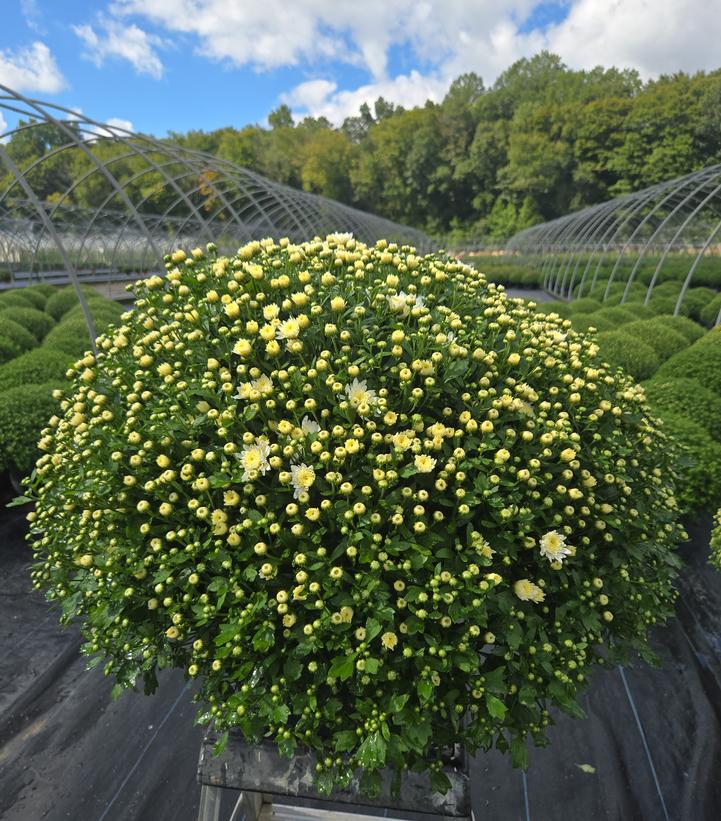 MUMS WHITE-Garden Mum (Chrysanthemum)